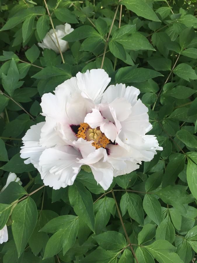 Гостевой дом Liubava Поляна-5